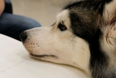 Close-up of dog relaxing at home