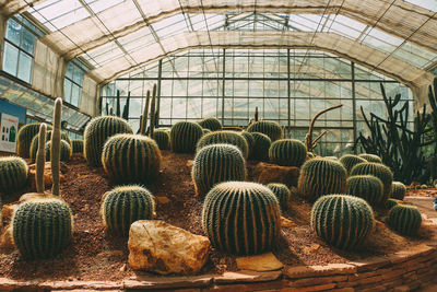 Cactus plants in greenhouse