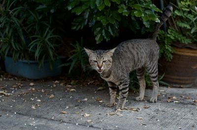 Cat walking in a plant