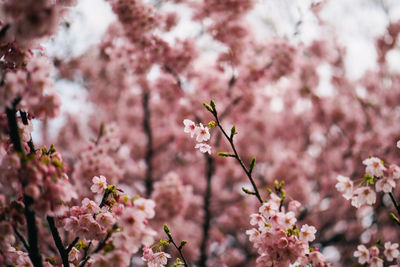 Close-up of apple blossoms in spring