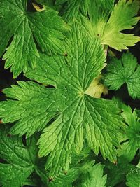 Full frame shot of green leaves