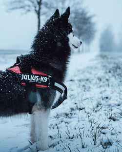 View of a dog on snow covered land