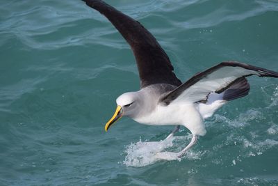 Seagull flying over sea