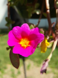 Close-up of pink flower