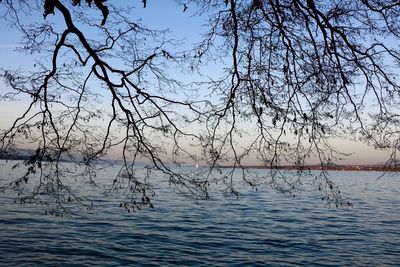 Reflection of bare trees in water