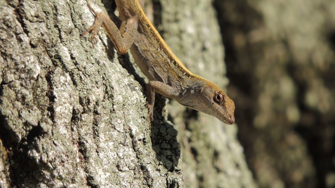 CLOSE UP OF SQUIRREL ON TREE TRUNK