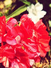 Close-up of red flowers blooming outdoors