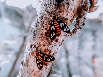 Close-up of butterfly on tree trunk