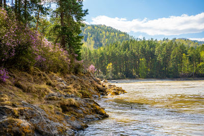 Scenic view of river amidst trees against sky