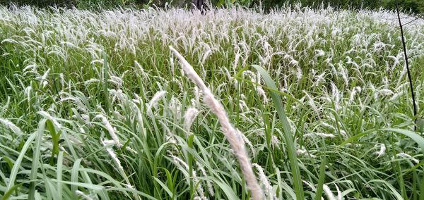 Close-up of crops growing on field