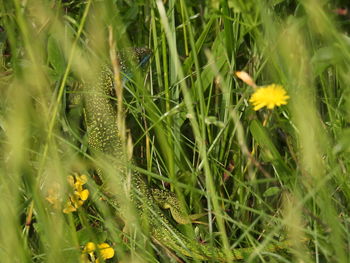 Close-up of yellow flowering plant