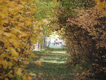 Trees in park