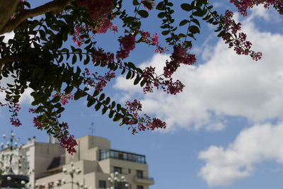 Low angle view of flowering tree and building against sky