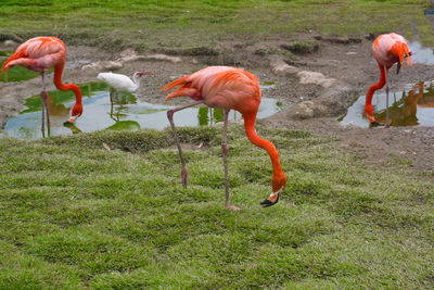 View of birds on field