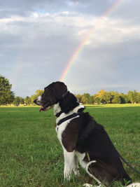 Dog looking away on field