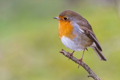 Close-up of bird perching outdoors