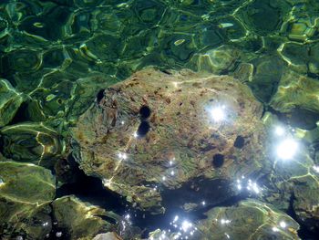 High angle view of jellyfish in sea