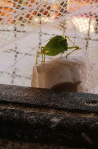 Close-up of lizard