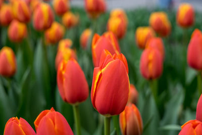 Close-up of red tulips on field