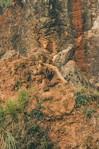 Close-up of tree on mountain