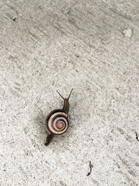 High angle view of snail on land