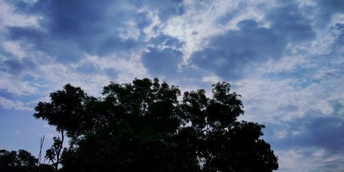 Low angle view of tree against sky