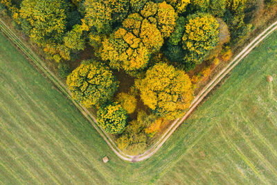 High angle view of yellow flowering plant on landscape