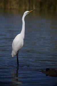 Birds in calm water