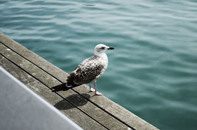 High angle view of seagull perching on railing