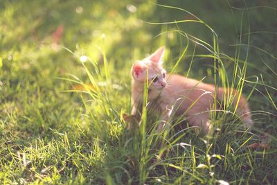 Cat in grass