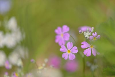 Close-up of purple flowers blooming outdoors