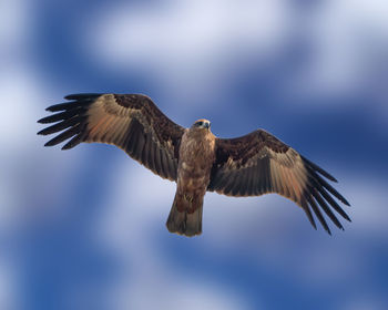 Low angle view of eagle flying