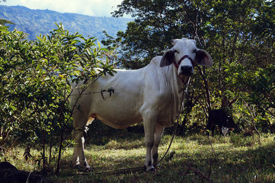 Dog standing on field