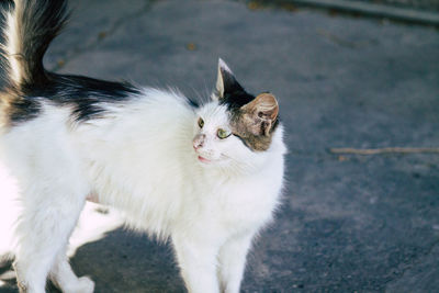 Close-up of cat looking away