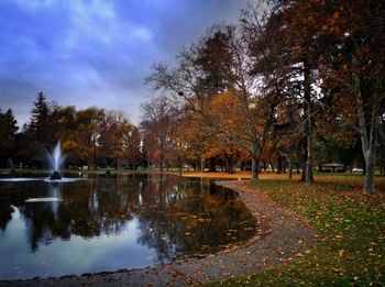 Reflection of trees in water