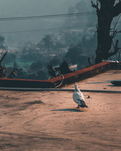 Birds perching on cable car