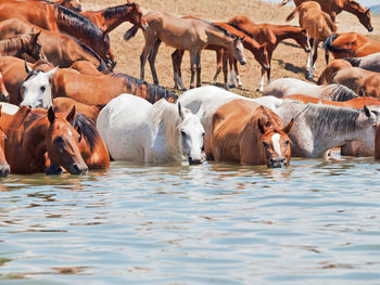 Horses standing in lake