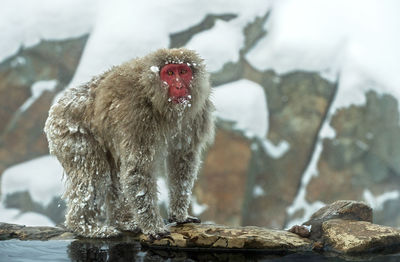 Monkey on rock in snow