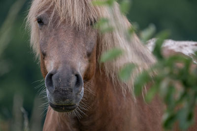 Close-up portrait of a horse