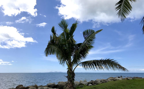 Tree by sea against sky