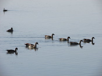 Ducks swimming on lake