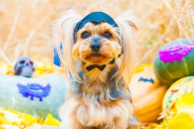 Yorkshire terrier portrait sitting in a bat hat  halloween outdoors