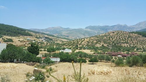 Scenic view of field against clear sky