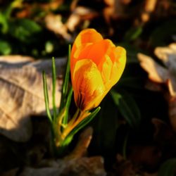 Close-up of yellow flower