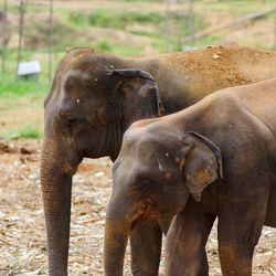 View of elephant on field