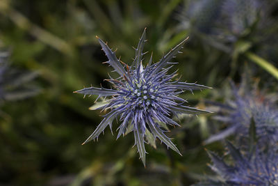 Close-up of flower against blurred background