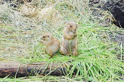 Outdoors on grassy field