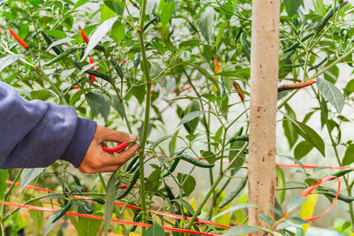 Cropped hand of man holding plant