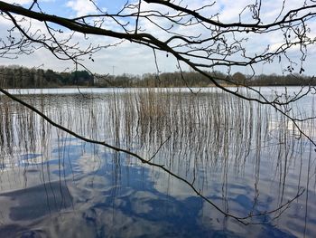 Close-up of bare tree by lake against sky