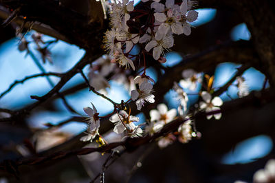 Low angle view of cherry blossoms in spring